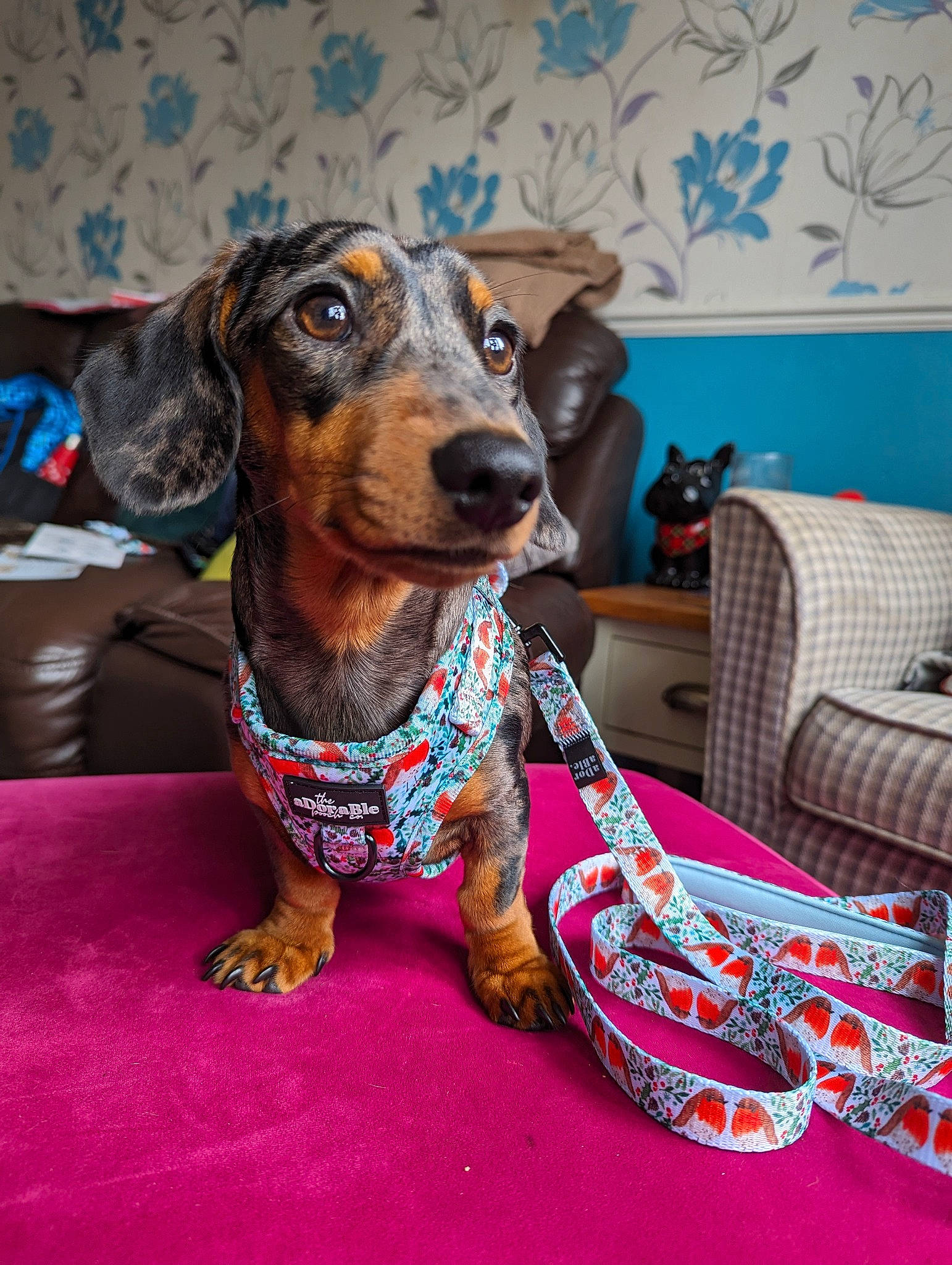 Oreo joined the competition — help win amazing prizes! blue, canidae, carnivore, collar, comfort, companion_dog, dog, dog_breed, dog_supply, fawn, flooring, liver, pet_supply, picture_frame, sitting, snout, sporting_group, whiskers, working_animal, working_dog