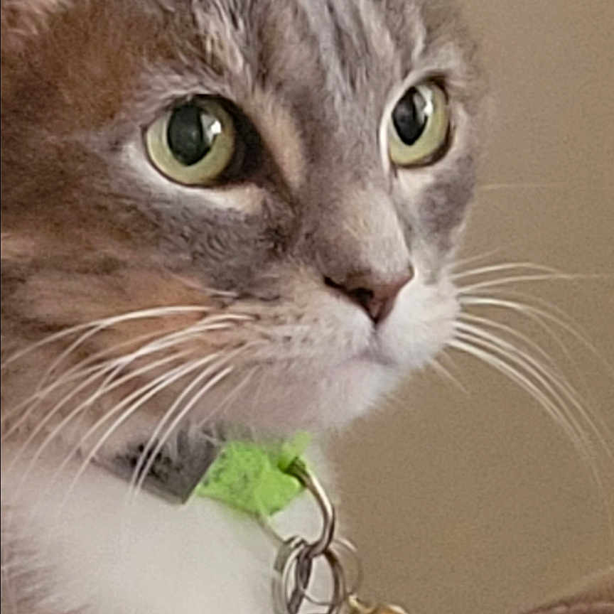 Pita is registered to the contest to win money with this photo: abyssinian, accessories, advertisement, angora, animal, art, cat, collage, collar, earring, electronics, jewelry, key, kitten, manx, pendant, pet, poster, silver, text