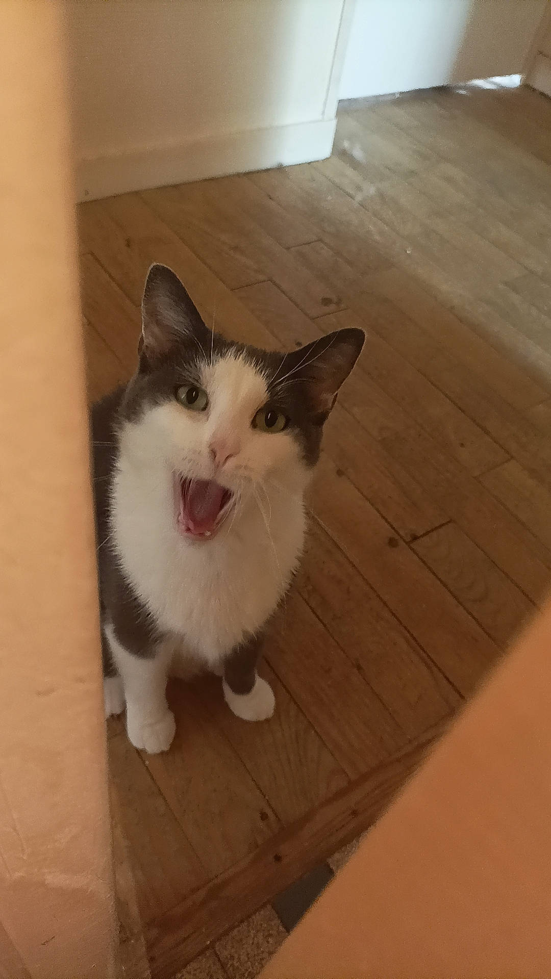 Pakku a rejoint le concours — aidez-le/la à gagner de superbes lots ! carnivore, cat, domestic_short_haired_cat, fawn, felidae, floor, flooring, foot, fur, hardwood, laminate_flooring, paw, plank, small_to_medium_sized_cats, tail, varnish, whiskers, wood, wood_flooring, wood_stain