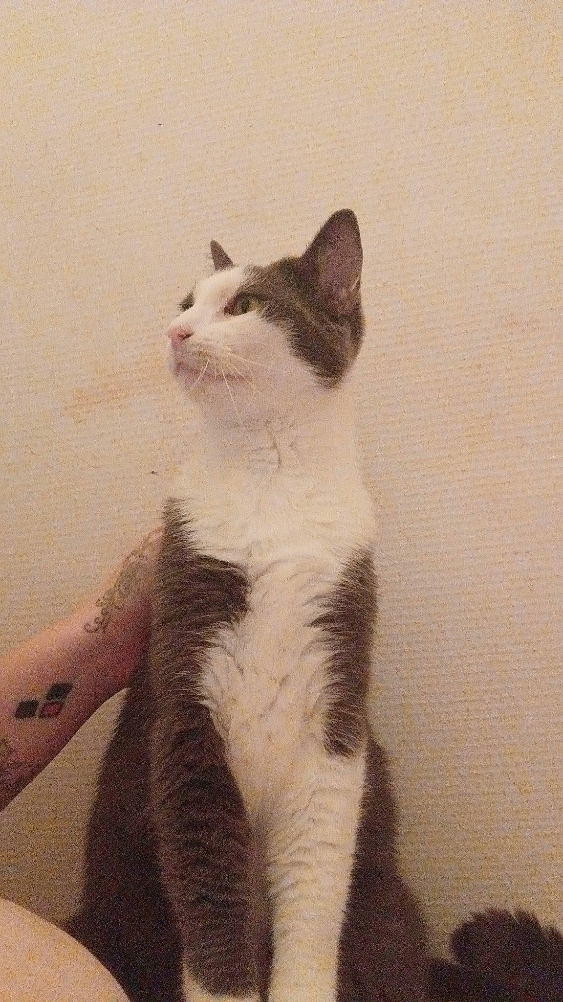 Pakku a rejoint le concours — aidez-le/la à gagner de superbes lots ! art, carnivore, cat, domestic_short_haired_cat, felidae, flooring, formal_wear, fur, paw, small_to_medium_sized_cats, snout, tail, terrestrial_animal, visual_arts, water, whiskers, window, wood