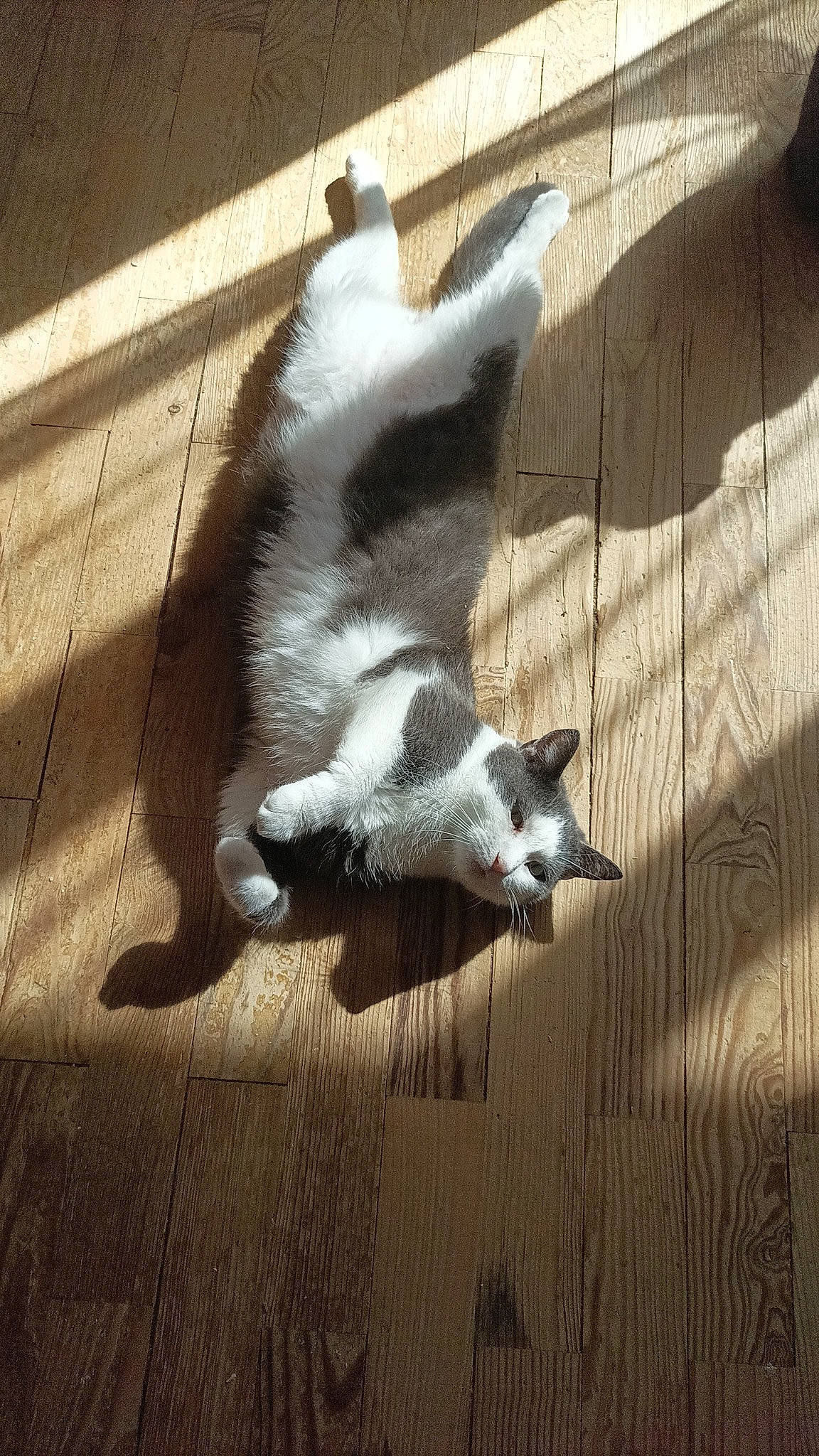 Pakku participe au concours pour gagner de l'argent avec cette photo : canidae, carnivore, cat, companion_dog, dog_breed, felidae, flooring, fur, hardwood, paw, shadow, small_to_medium_sized_cats, snout, sporting_group, tail, terrestrial_animal, tints_and_shades, whiskers, wood