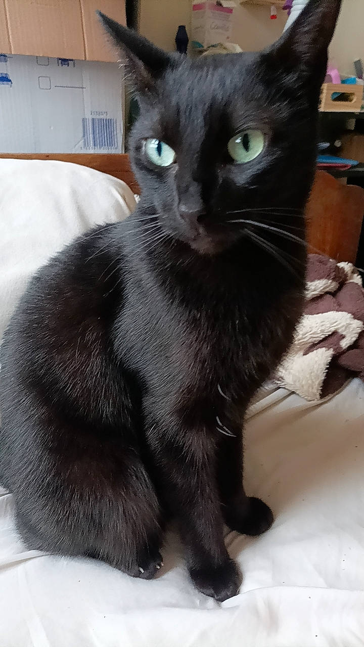 Halloween a rejoint le concours — aidez-le/la à gagner de superbes lots ! black_cat, bombay, carnivore, cat, claw, comfort, domestic_short_haired_cat, felidae, fur, havana_brown, paw, small_to_medium_sized_cats, snout, tail, terrestrial_animal, whiskers