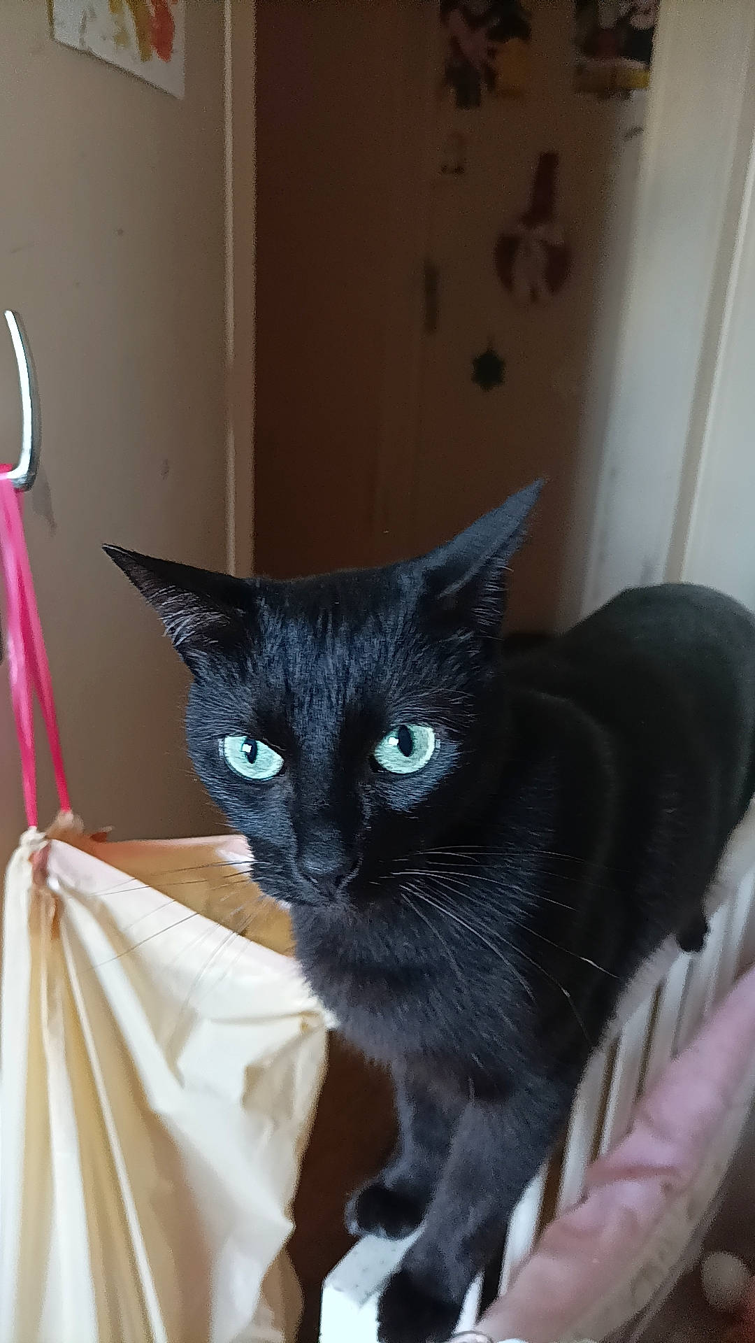 Halloween participe au concours pour gagner de l'argent avec cette photo : black_cat, carnivore, cat, comfort, domestic_short_haired_cat, electric_blue, felidae, fur, havana_brown, iris, paper_product, small_to_medium_sized_cats, snout, tail, whiskers