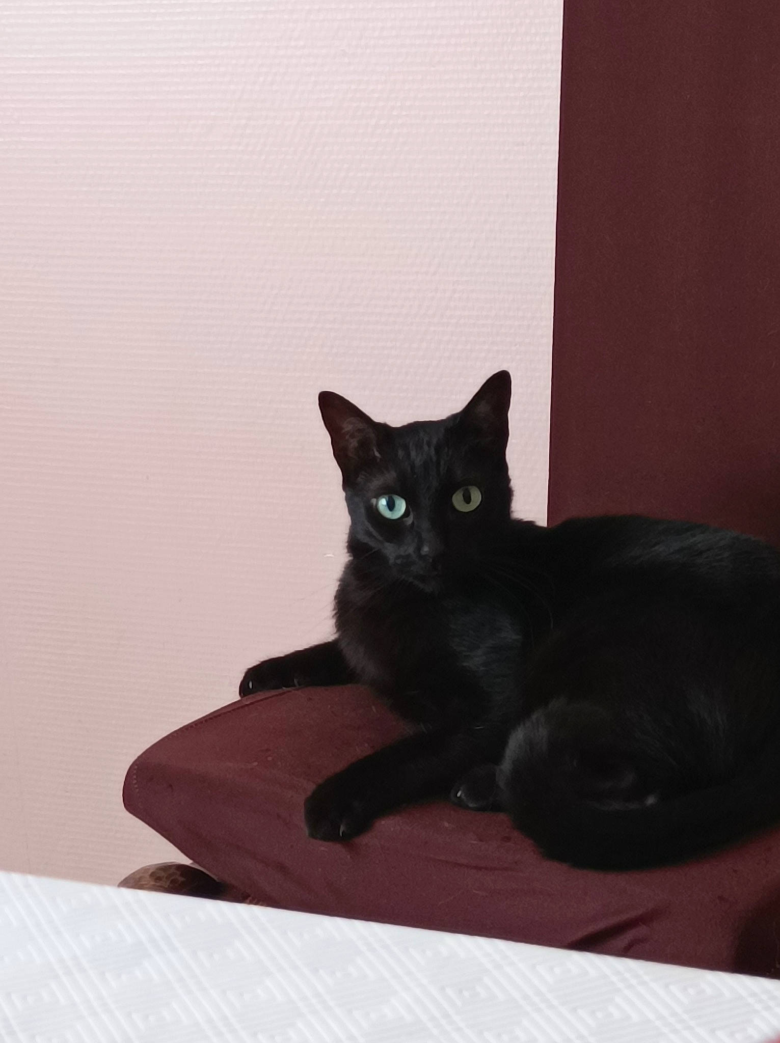 Halloween participe au concours pour gagner de l'argent avec cette photo : black_cat, carnivore, cat, cat_supply, comfort, domestic_short_haired_cat, felidae, fur, grey, room, sitting, small_to_medium_sized_cats, snout, tail, terrestrial_animal, whiskers, window, wood