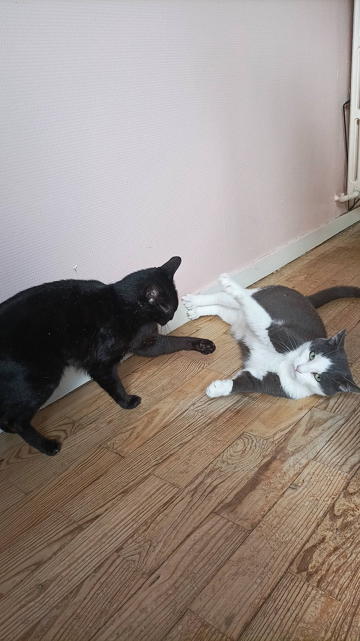 Halloween participe au concours pour gagner de l'argent avec cette photo : black_cat, canidae, carnivore, cat, comfort, dog_breed, domestic_short_haired_cat, felidae, flooring, fur, hardwood, laminate_flooring, mammal, paw, small_to_medium_sized_cats, tail, vertebrate, whiskers, wood, wood_flooring