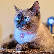 Lily is registered to the contest to win money with this photo: cat, siamese_cat, blue_eyes, pet, feline, whiskers, collar, indoor, marble_surface, relaxed, close_up, animal, cute, fur, domestic_animal, portrait, focus, paws, alert, resting