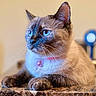 cat, siamese_cat, blue_eyes, pet, feline, whiskers, collar, indoor, marble_surface, relaxed, close_up, animal, cute, fur, domestic_animal, portrait, focus, paws, alert, resting