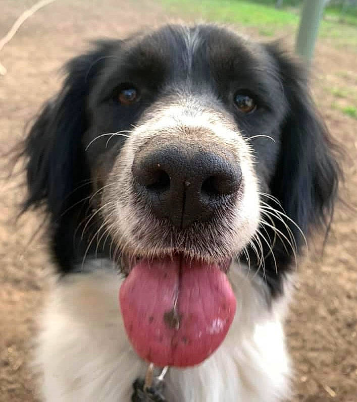 Bella is registered to the contest to win money with this photo: borador, carnivore, collar, companion_dog, dog, dog_breed, dog_collar, fang, fur, grass, gun_dog, happy, herding_dog, hunting_dog, snout, sporting_group, whiskers, working_animal, working_dog