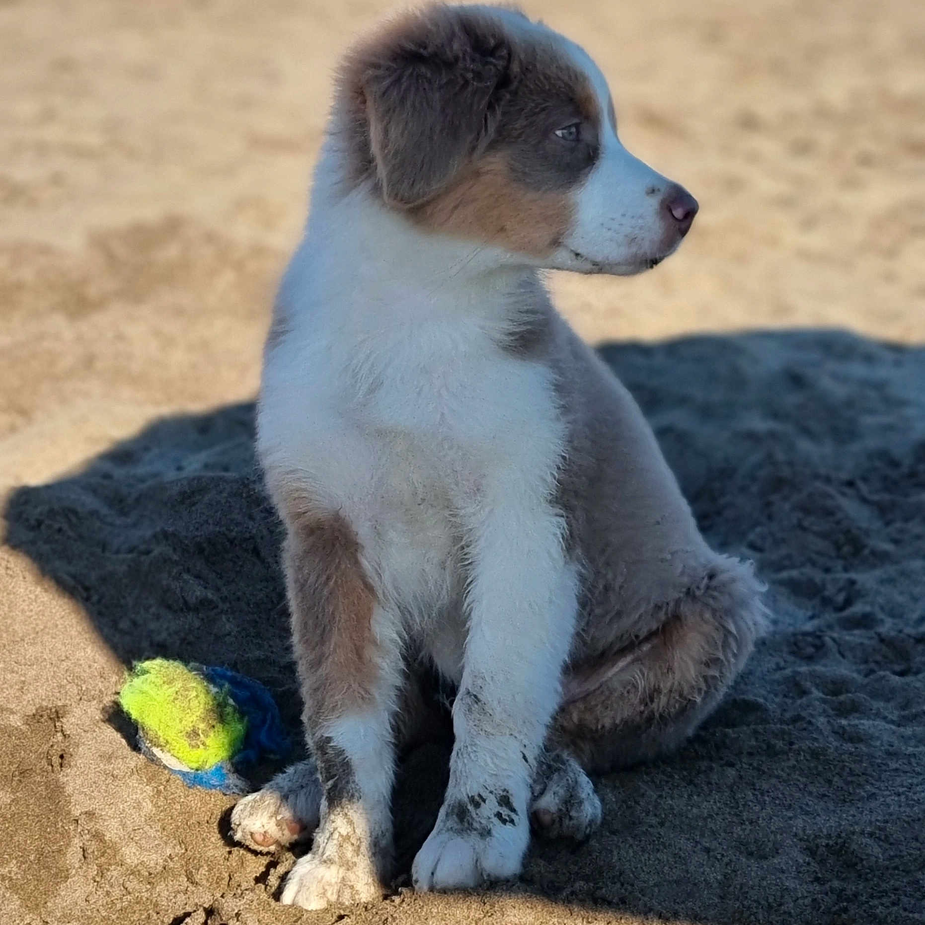 Aïko participe au concours pour gagner de l'argent avec cette photo : animal, beach, brown, canine, dog, fluffy, fur, nature, outdoor, paws, pet, playful, puppy, sand, side_view, sitting, sunlight, tennis_ball, white, young_dog