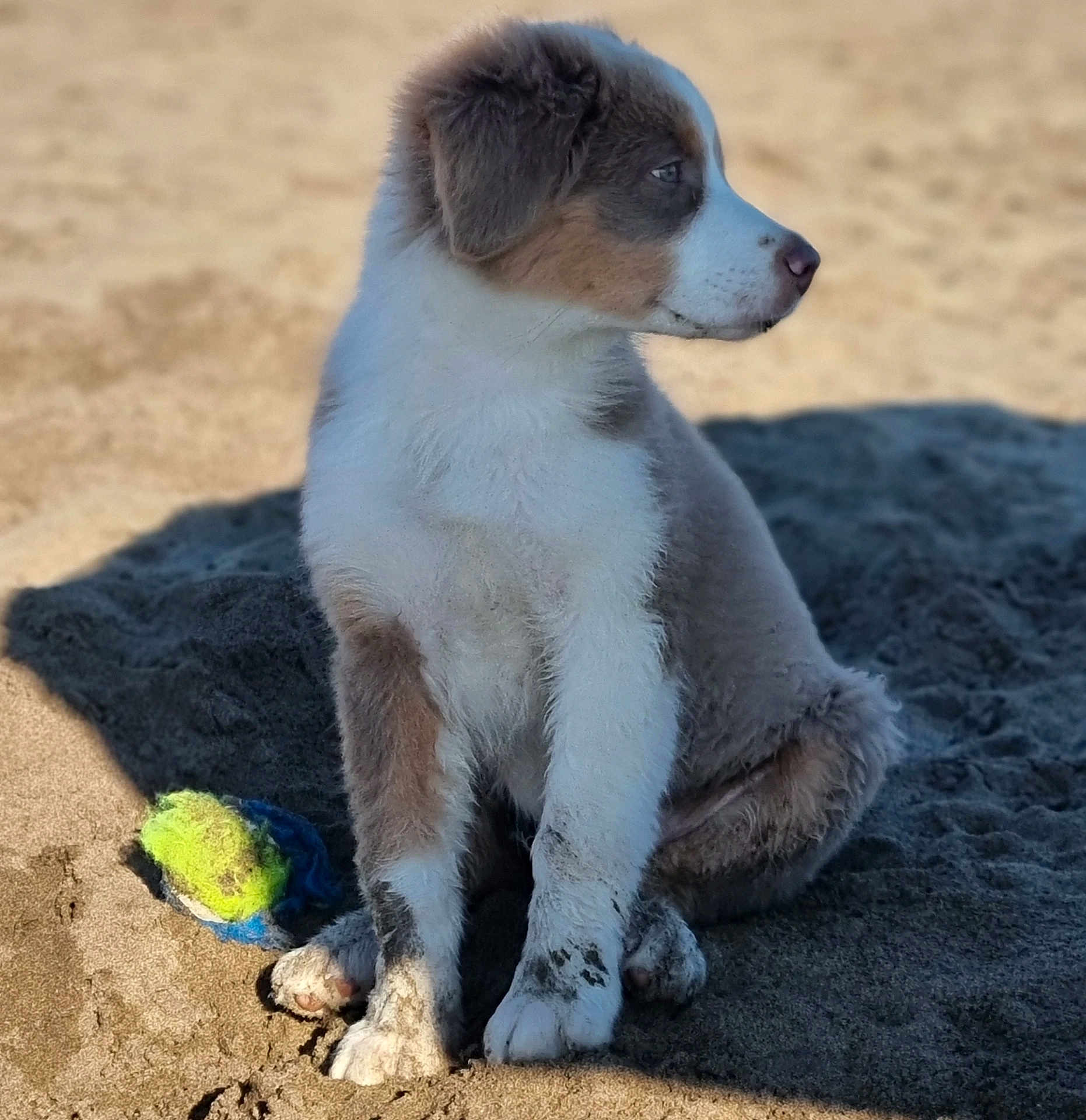 Aïko participe au concours pour gagner de l'argent avec cette photo : puppy, dog, beach, sand, tennis_ball, animal, pet, fluffy, sitting, outdoor, playful, young_dog, canine, brown, white, fur, paws, side_view, sunlight, nature