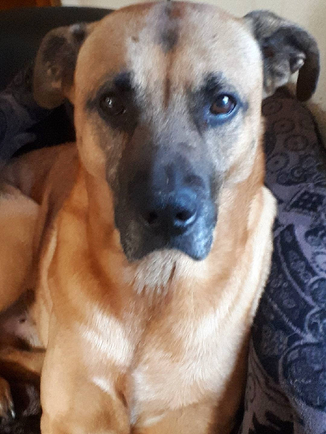 Jumbé participe au concours pour gagner de l'argent avec cette photo : canidae, carnivore, companion_dog, dog, dog_breed, dog_supply, fawn, fur, guard_dog, non_sporting_group, paw, pet_supply, puppy, puppy_love, snout, sporting_group, terrestrial_animal, toy_dog, whiskers, wrinkle