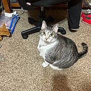 Zoey joined the competition — help win amazing prizes! cat, tabby_cat, carpet, indoor, office_chair, person, black_pants, white_socks, red_shoes, floor, curious, pet, animal, looking_up, furniture, cozy, cluttered, home, domestic_cat, sitting