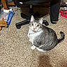cat, tabby_cat, carpet, indoor, office_chair, person, black_pants, white_socks, red_shoes, floor, curious, pet, animal, looking_up, furniture, cozy, cluttered, home, domestic_cat, sitting