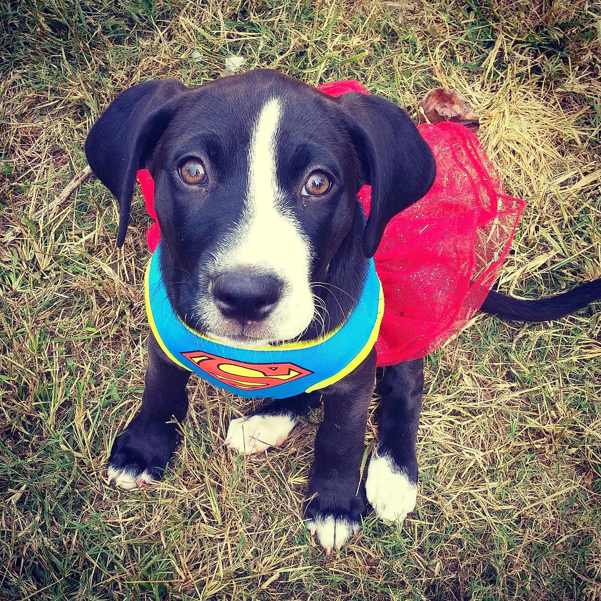 Minnie