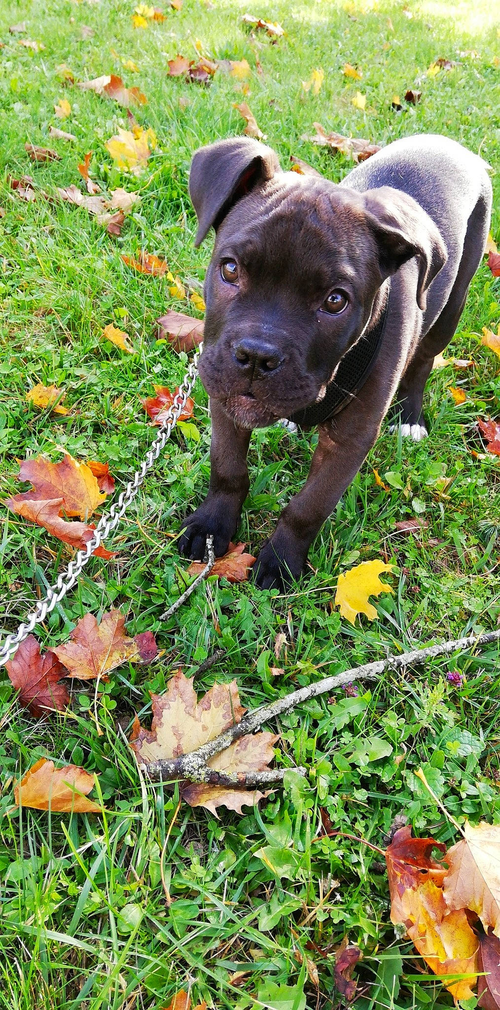 Nesko a rejoint le concours — aidez-le/la à gagner de superbes lots ! alaunt, american_pit_bull_terrier, bandog, cane_corso, canidae, carnivore, dog, dog_breed, fawn, guard_dog, mammal, molosser, non_sporting_group, plant, puppy, rare_breed_dog, sporting_group, vertebrate