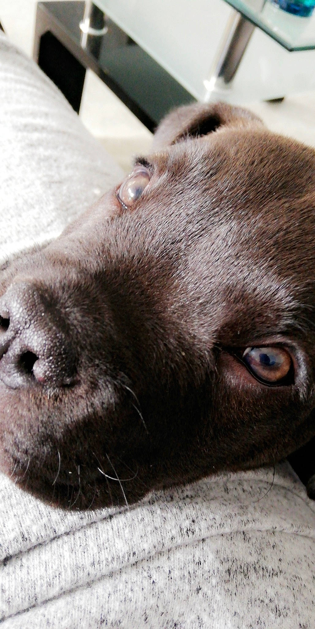 Nesko a rejoint le concours — aidez-le/la à gagner de superbes lots ! canidae, carnivore, close_up, companion_dog, dog, dog_breed, ear, eye, fur, labrador_retriever, liver, mammal, nose, pointing_breed, puppy, retriever, snout, sporting_group, vertebrate, whiskers