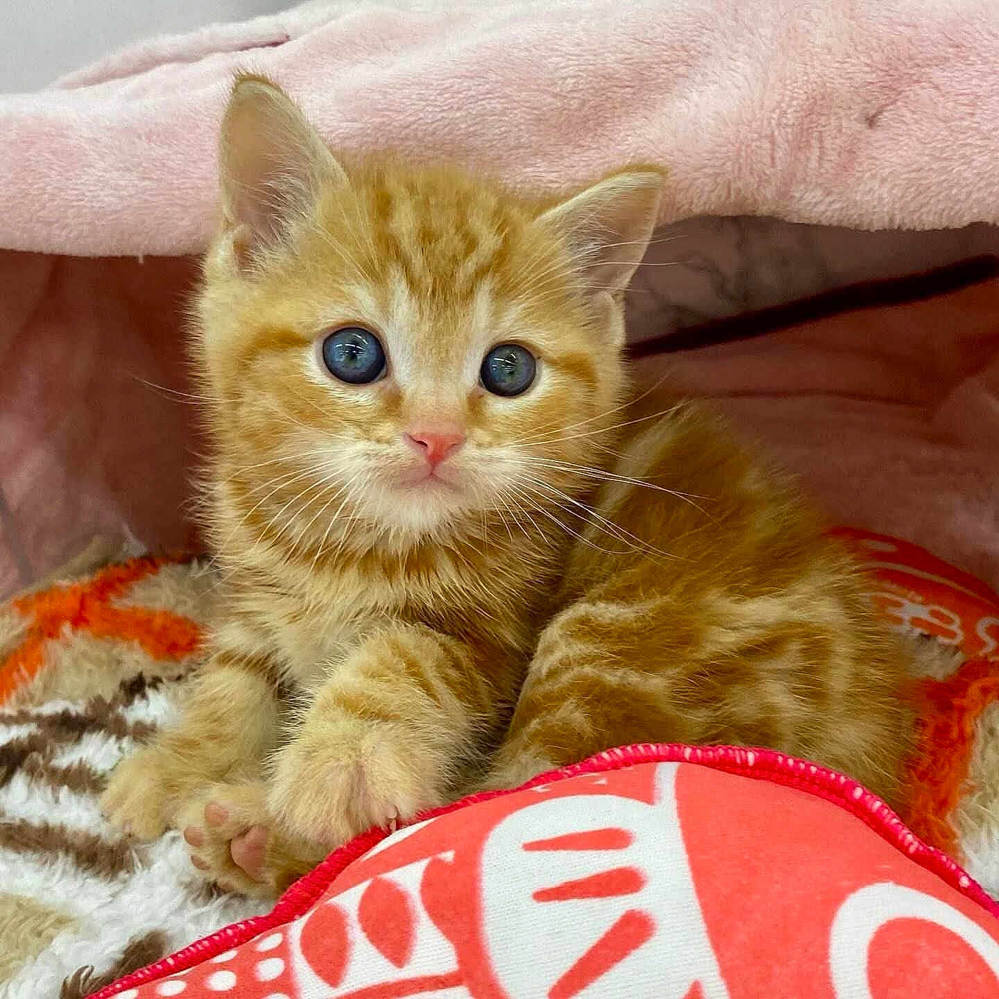 Nala a rejoint le concours — aidez-le/la à gagner de superbes lots ! kitten, cat, orange_tabby, blue_eyes, cute, pet, animal, furry, whiskers, paw, blanket, cozy, indoor, close_up, young, small, domestic_cat, fur, resting, adorable