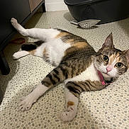 Ohanna participe au concours pour gagner de l'argent avec cette photo : cat, tabby_cat, pet, indoor, floor, collar, pink_collar, litter_box, cat_litter_scoop, relaxed, stretching, domestic, curious, feline, animal, paw, ears, whiskers, eyes, cabinet