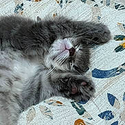Milo joined the competition — help win amazing prizes! cat, kitten, sleeping, paw, gray_fur, white_fur, close_up, cushion, fabric, pattern, indoor, cute, pet, feline, resting, whiskers, pink_nose, soft, cozy, relaxed