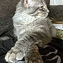 Milo is registered to the contest to win money with this photo: cat, gray_cat, fluffy, paws, relaxed, lounging, indoor, feline, pet, fur, resting, side_view, whiskers, ears, close_up, comfort, animal, domestic_cat, soft, calm