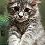 Milo joined the competition — help win amazing prizes! kitten, cat, gray_tabby, fluffy, whiskers, close_up, pet, curious, young, animal, feline, indoor, soft_focus, cute, portrait, mammal, fur, eyes, small, domestic