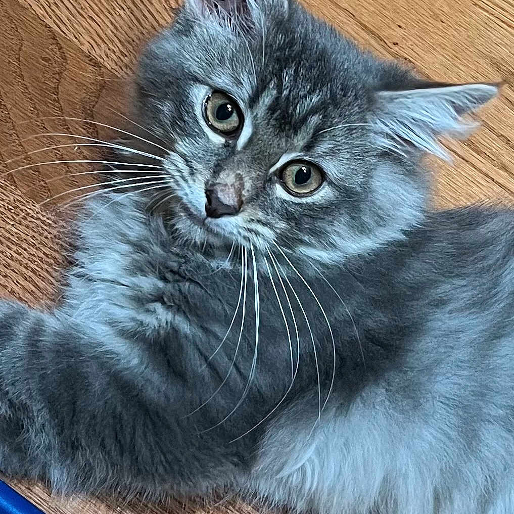 Milo is registered to the contest to win money with this photo: animal, cat, closeup, cute, domestic_cat, ears, eyes, floor, fluffy, fur, gray_cat, indoor, laying_down, mammal, pet, playful, relaxed, tabby, whiskers, wooden_floor