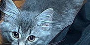 Milo joined the competition — help win amazing prizes! kitten, gray_cat, fur, whiskers, ears, eyes, bag, black_bag, indoor, pet, cute, animal, feline, curious, closeup, young_cat, soft_fur, domestic_cat, looking_up, cozy