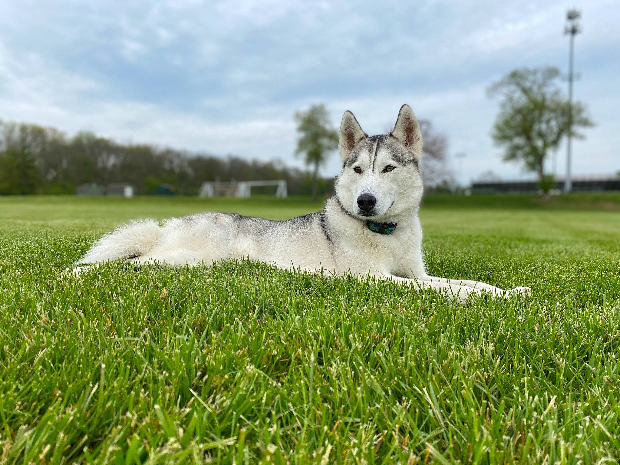 Juneau is registered to the contest to win money with this photo: canidae, carnivore, cloud, companion_dog, dog, dog_breed, field, grass, grassland, lawn, meadow, pasture, plant, sky, snout, sporting_group, terrestrial_animal, tree, working_animal, working_dog