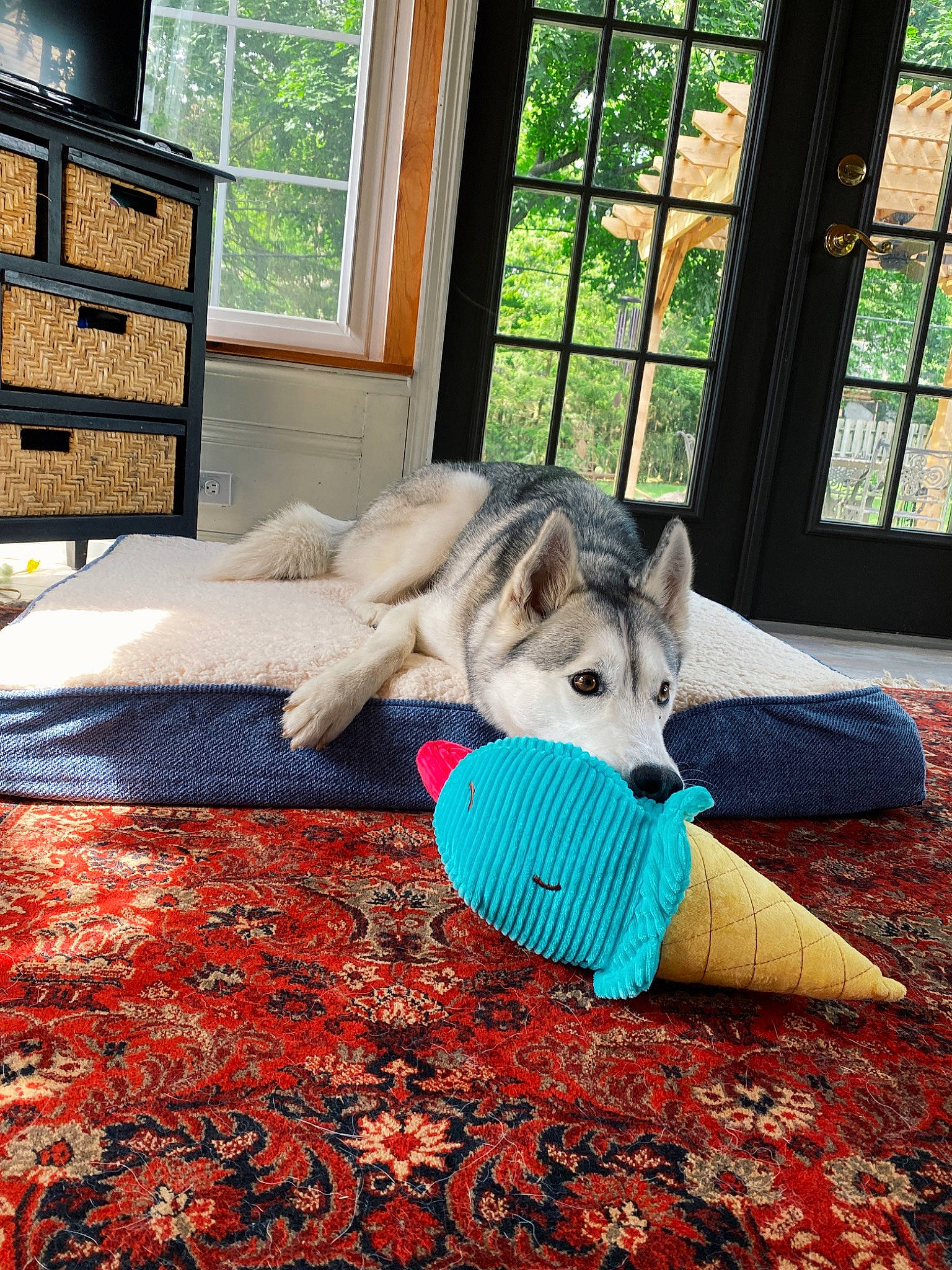 Juneau joined the competition — help win amazing prizes! carnivore, comfort, companion_dog, dog, dog_breed, fawn, felidae, flooring, grass, hardwood, leisure, linens, room, small_to_medium_sized_cats, tail, toy, toy_dog, tree, window, wood