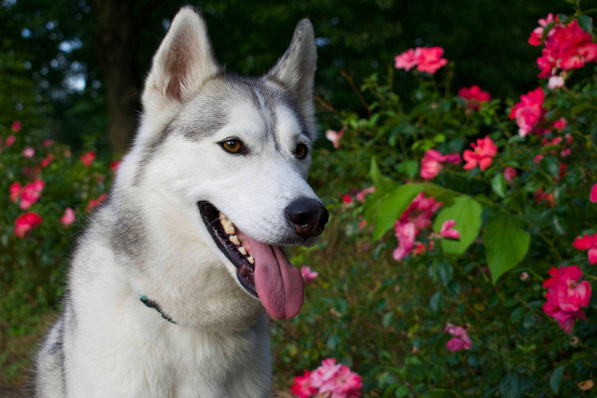 Juneau joined the competition — help win amazing prizes! annual_plant, carnivore, collar, companion_dog, dog, dog_breed, dog_collar, fang, flower, flowering_plant, grass, groundcover, petal, plant, rose_family, sled_dog, tree, whiskers, wolf, working_animal