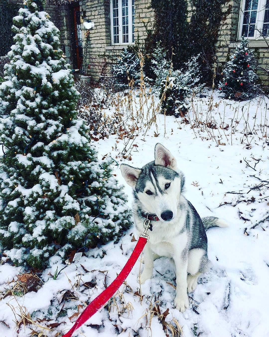 Juneau is registered to the contest to win money with this photo: building, canidae, canis, carnivore, dog, dog_breed, evergreen, freezing, house, plant, recreation, siberian_husky, sled_dog, snow, sporting_group, tail, tree, window, winter, wolf