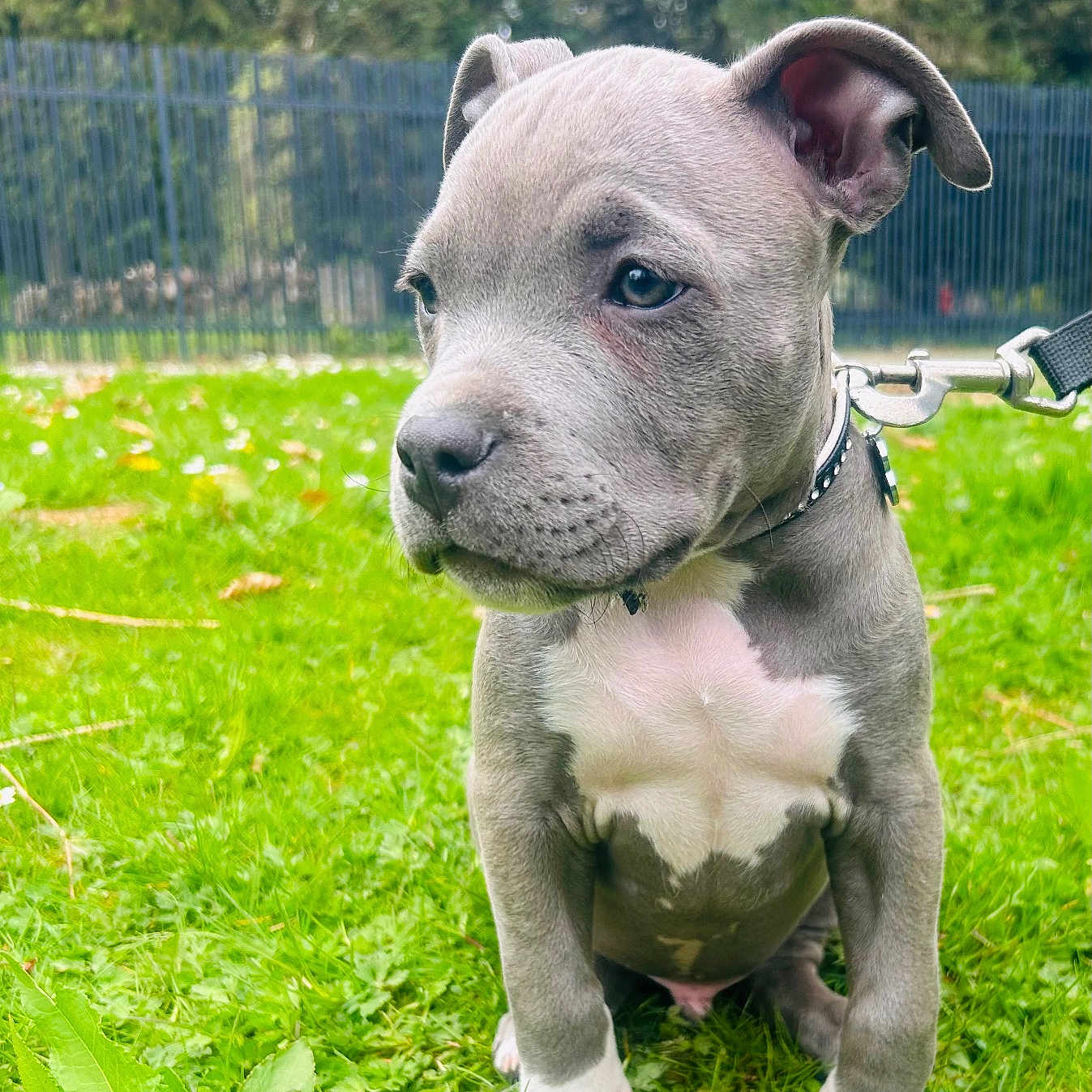 Pablo a rejoint le concours — aidez-le/la à gagner de superbes lots ! animal, backyard, bulldog, canine, dog, grass, green, herbal, herbs, lawn, leaf, nature, outdoors, pet, pitbull, plant, puppy, snout, whitedog, yard