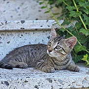 Yoda participe au concours pour gagner de l'argent avec cette photo : kitten, tabby, cat, stone_surface, ivy, greenery, outdoor, animal, curious, young, striped, feline, pet, whiskers, ears, paws, nature, relaxing, daylight, closeup