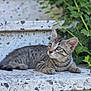 kitten, tabby, cat, stone_surface, ivy, greenery, outdoor, animal, curious, young, striped, feline, pet, whiskers, ears, paws, nature, relaxing, daylight, closeup