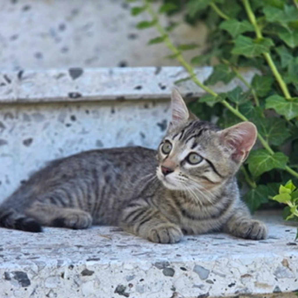 Yoda participe au concours pour gagner de l'argent avec cette photo : animal, cat, closeup, curious, daylight, ears, feline, greenery, ivy, kitten, nature, outdoor, paws, pet, relaxing, stone_surface, striped, tabby, whiskers, young