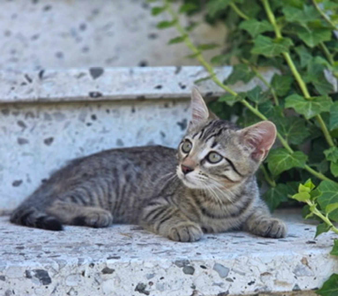 Yoda participe au concours pour gagner de l'argent avec cette photo : kitten, tabby, cat, stone_surface, ivy, greenery, outdoor, animal, curious, young, striped, feline, pet, whiskers, ears, paws, nature, relaxing, daylight, closeup