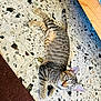 Yoda a rejoint le concours — aidez-le/la à gagner de superbes lots ! cat, tabby, animal, pet, floor, tile_floor, indoor, green_eyes, curious, lying_down, striped, whiskers, ears, tail, feline, domestic_cat, looking_up, brown_carpet, wooden_furniture, relaxed