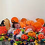 Nyna participe au concours pour gagner de l'argent avec cette photo : baby, orange_clothing, pumpkin, jack_o_lantern, balloon, candy, halloween, decorations, table, face, holiday, festive, costume, black_hair, cute, lying_down, white_background, celebration, child, orange