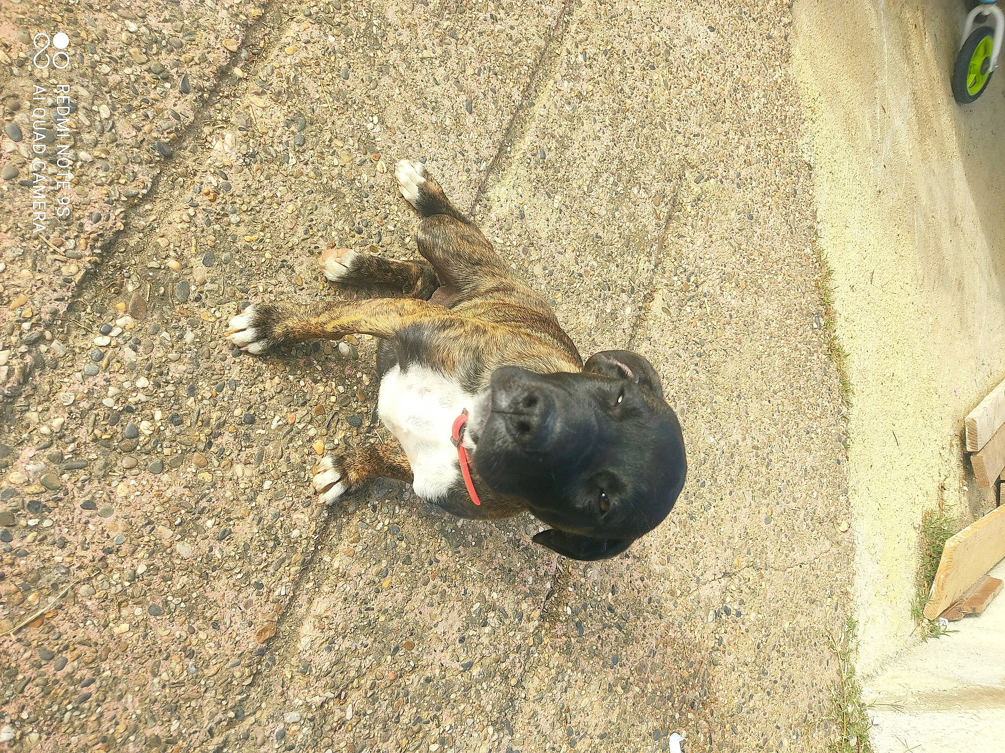 Dada a rejoint le concours — aidez-le/la à gagner de superbes lots ! asphalt, canidae, carnivore, companion_dog, concrete, dog, dog_breed, fawn, grass, leash, paw, primate, road_surface, shadow, soil, sporting_group, street_dog, tail, terrestrial_animal, working_animal