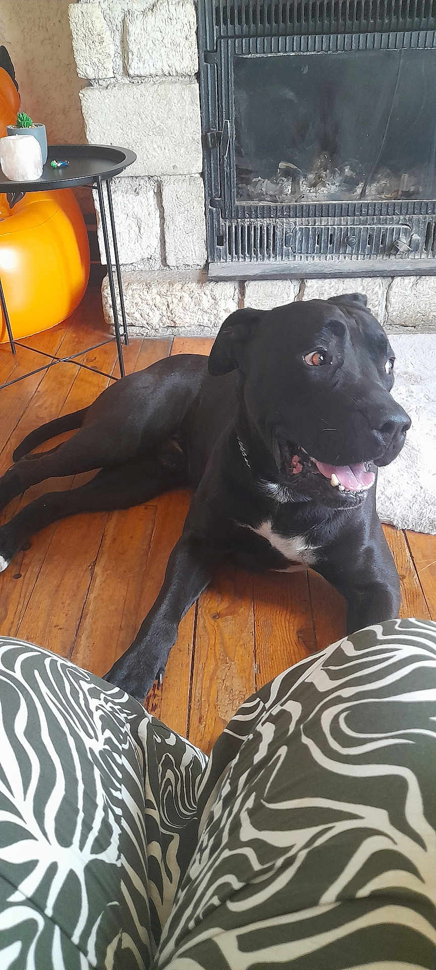 Rixe a rejoint le concours — aidez-le/la à gagner de superbes lots ! dog, black_dog, pet, floor, wooden_floor, fireplace, stone_wall, table, plant, indoor, happy, smiling, tongue_out, collar, person, pants, patterned_pants, zebra_pattern, relaxing, home
