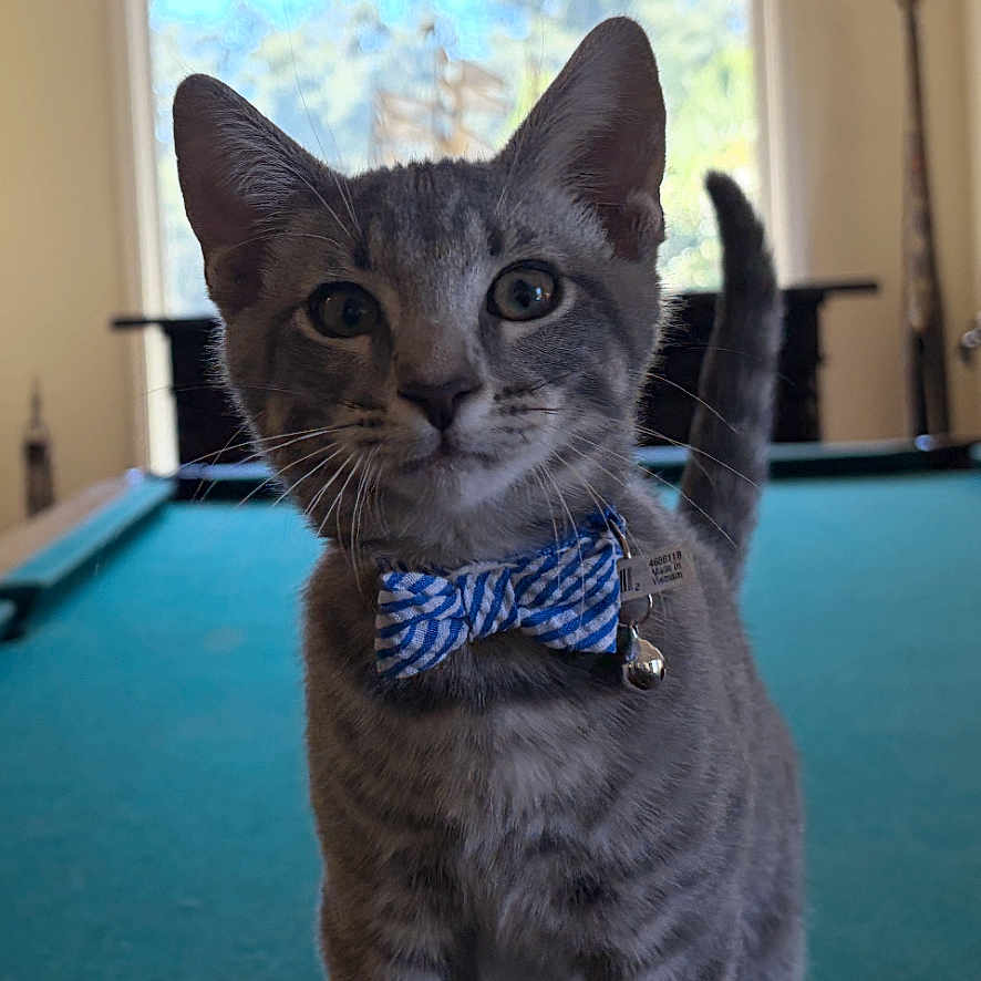 Gizmo joined the competition — help win amazing prizes! cat, kitten, gray_cat, bow_tie, pet, animal, portrait, close_up, indoors, billiard_table, pool_hall, window, arched_window, sunlight, blue, standing, whiskers, ears, tail, photography