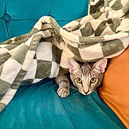 Gizmo is registered to the contest to win money with this photo: animal, blanket, cat, checkered_blanket, colorful, couch, cozy, cushion, ears, eyes, face, gray_cat, indoor, kitten, paws, pet, portrait, sofa, staring, whiskers