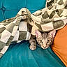 animal, blanket, cat, checkered_blanket, colorful, couch, cozy, cushion, ears, eyes, face, gray_cat, indoor, kitten, paws, pet, portrait, sofa, staring, whiskers