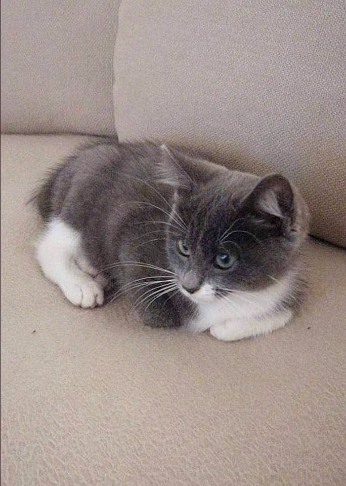 Pooky participe au concours pour gagner de l'argent avec cette photo : carnivore, cat, comfort, domestic_short_haired_cat, felidae, flooring, fur, grey, laminate_flooring, mammal, small_to_medium_sized_cats, snout, tail, vertebrate, whiskers