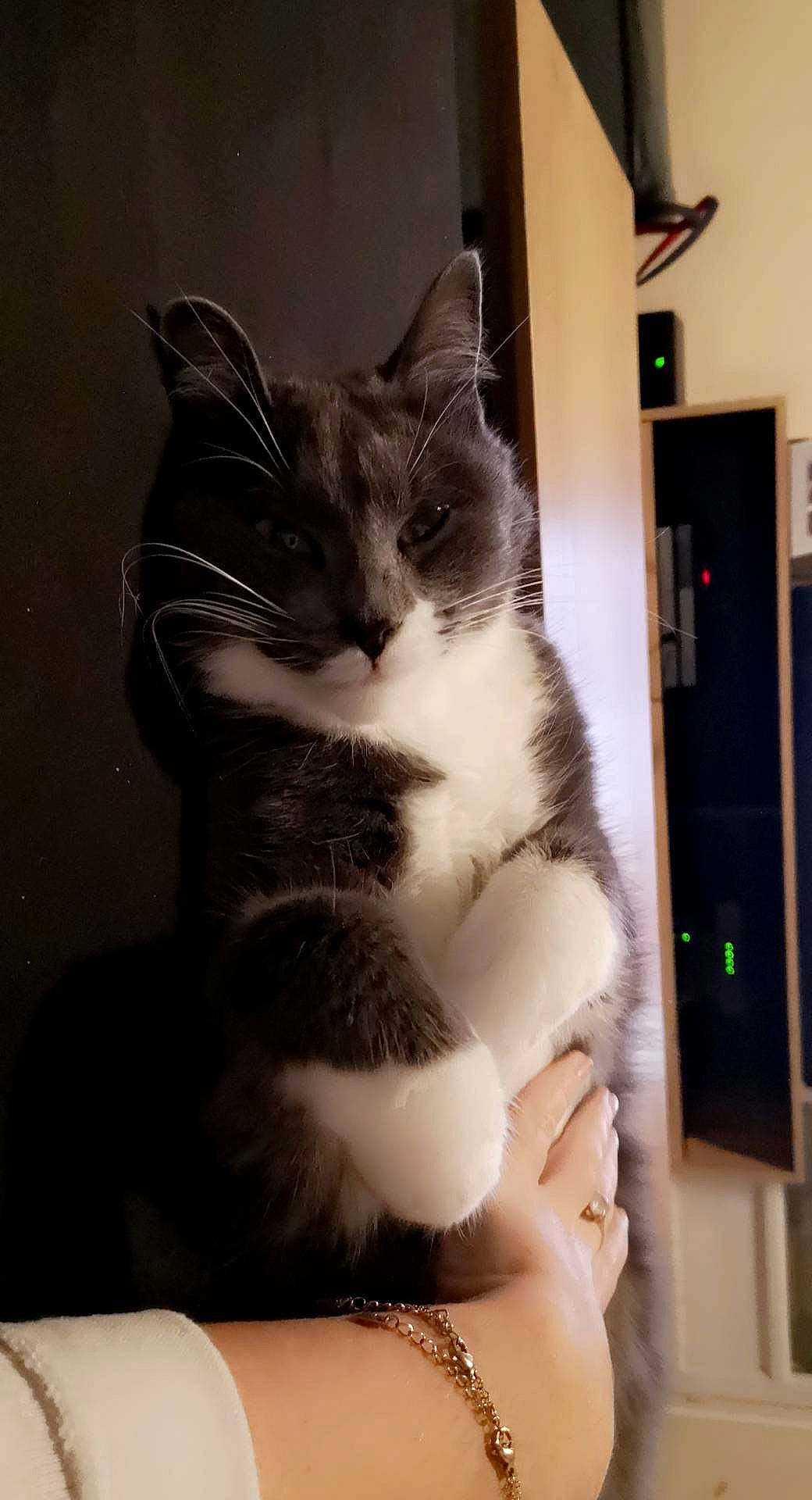 Pooky a rejoint le concours — aidez-le/la à gagner de superbes lots ! body_jewelry, bracelet, carnivore, cat, domestic_short_haired_cat, door, door_handle, felidae, fur, home_door, jewellery, necklace, paw, small_to_medium_sized_cats, snout, tail, terrestrial_animal, vertebrate, whiskers