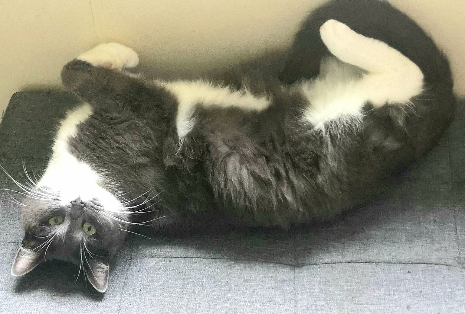 Pooky a rejoint le concours — aidez-le/la à gagner de superbes lots ! carnivore, cat, cat_bed, cat_supply, claw, comfort, felidae, fur, paw, pet_supply, small_to_medium_sized_cats, snout, style, tail, vertebrate, whiskers