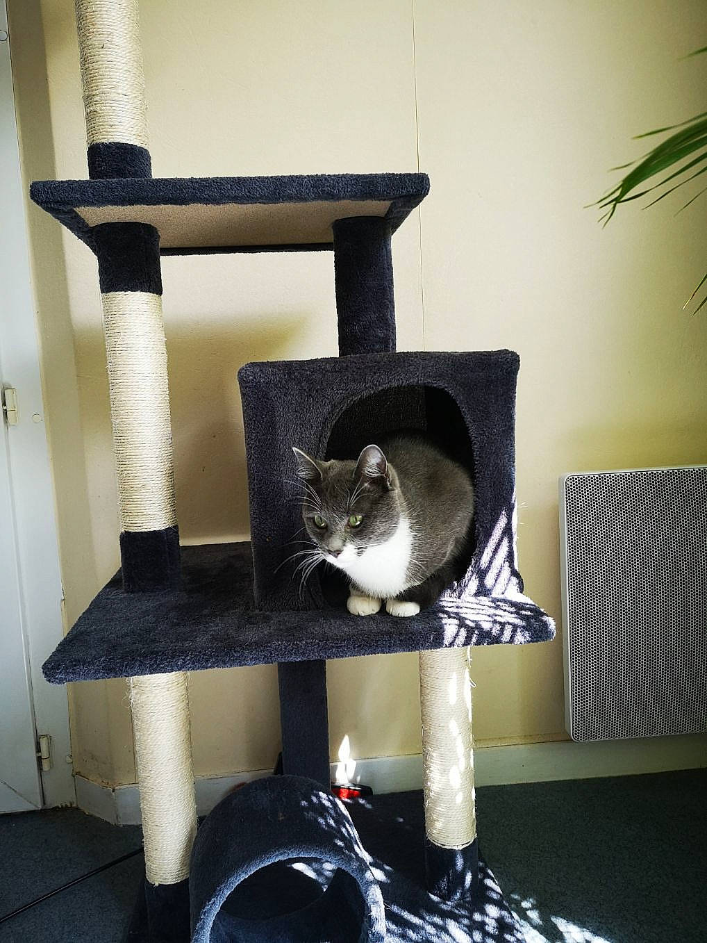 Pooky a rejoint le concours — aidez-le/la à gagner de superbes lots ! carnivore, cat, cat_bed, cat_furniture, cat_supply, domestic_short_haired_cat, felidae, houseplant, pet_supply, pillow, small_to_medium_sized_cats, tail, throw_pillow, whiskers