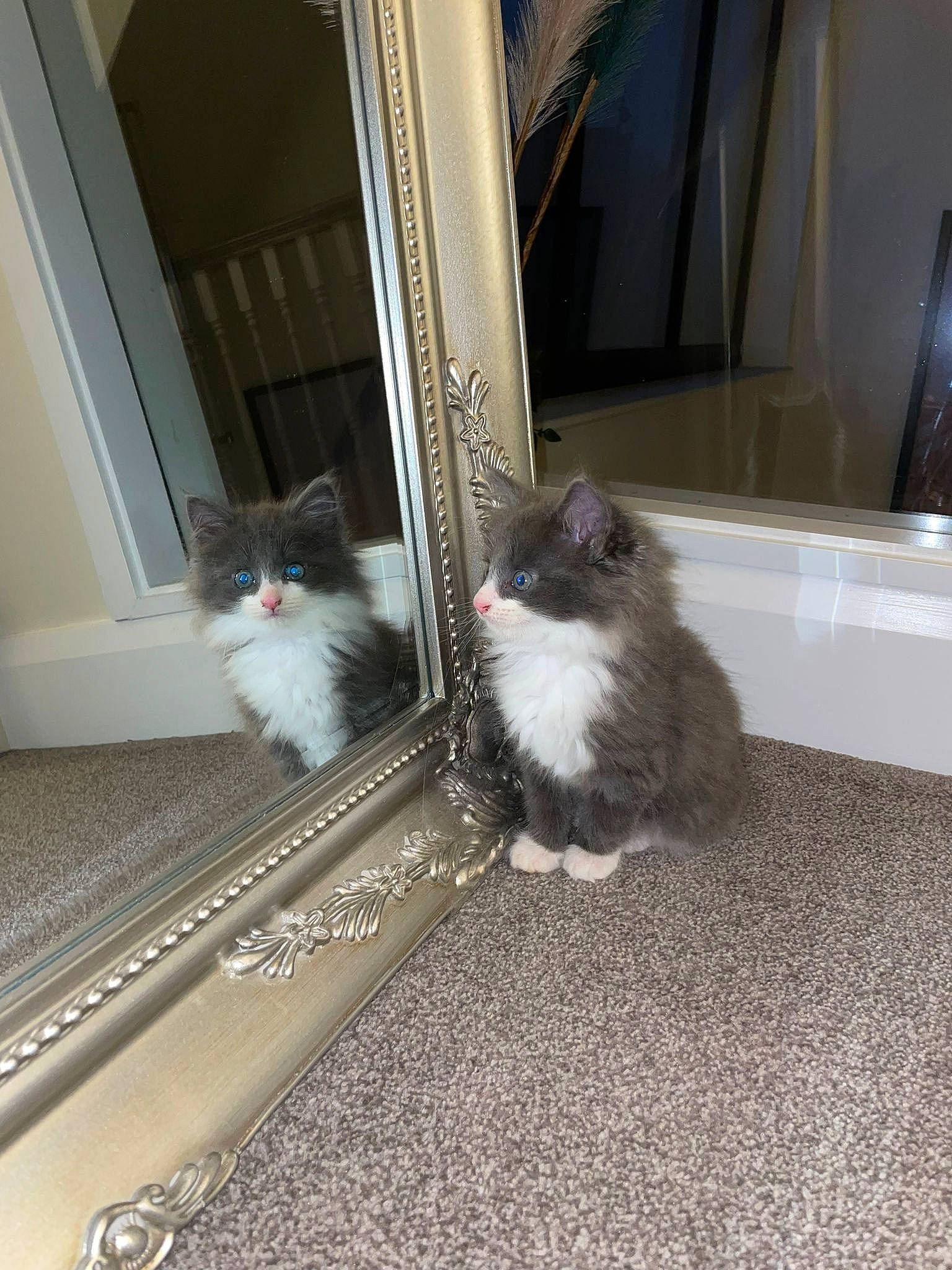 Storm joined the competition — help win amazing prizes! carnivore, cat, felidae, flooring, fur, grey, hardwood, mammal, small_to_medium_sized_cats, tail, vertebrate, whiskers, wood