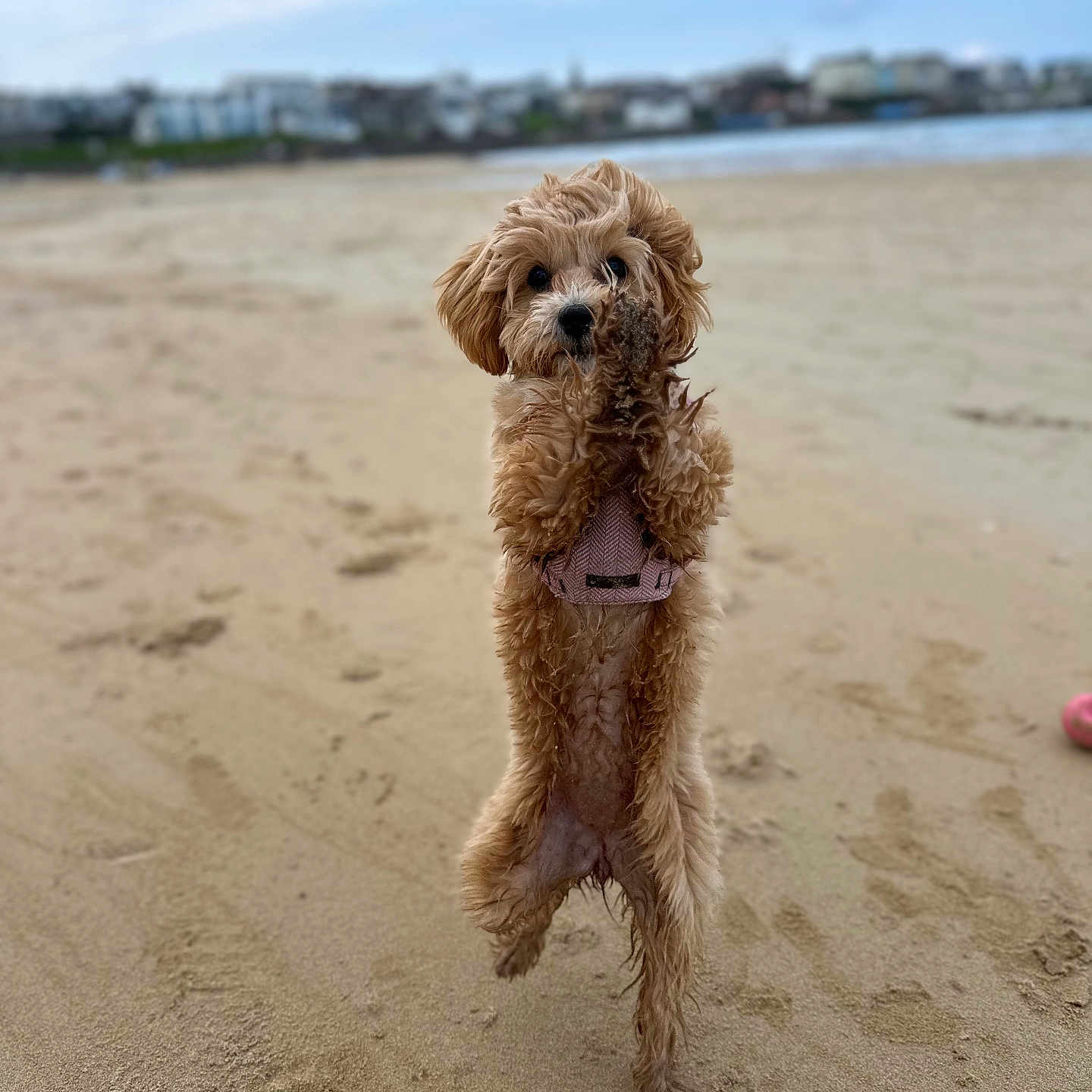 Bear is registered to the contest to win money with this photo: accessories, airedale, animal, beach, canine, coast, cockerspaniel, dog, nature, outdoors, pet, poodle, puppy, sand, sea, shoreline, soil, sunglasses, terrier, water