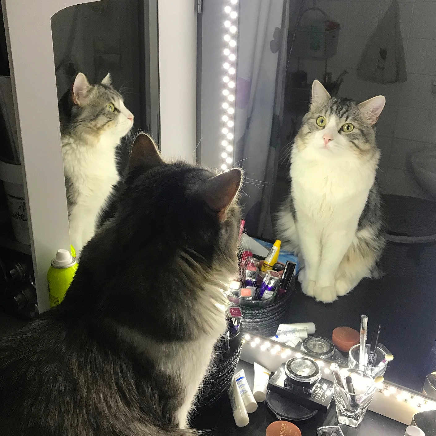 Tito a rejoint le concours — aidez-le/la à gagner de superbes lots ! animal, architecture, brush, building, cat, desk, device, diningroom, diningtable, dressingroom, furniture, indoors, kitten, manx, mirror, pet, photography, room, table, tool